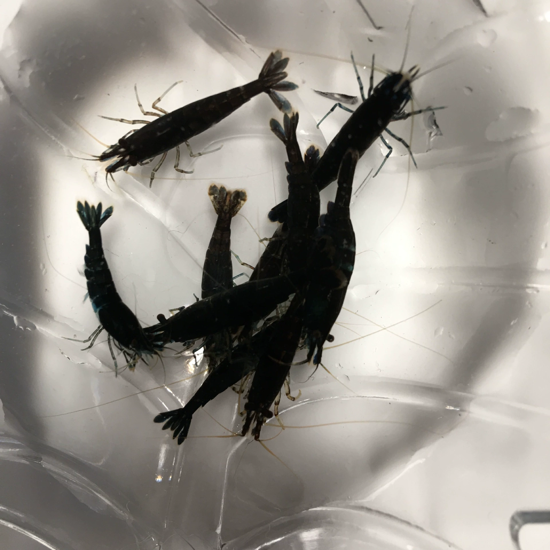 Бесплатная доставка: шоколадные креветки, декоративные креветки, креветки для аквариума, креветки для удаления водорослей, взрослые креветки, креветки без повреждений, прямая поставка с фермы, упаковка.