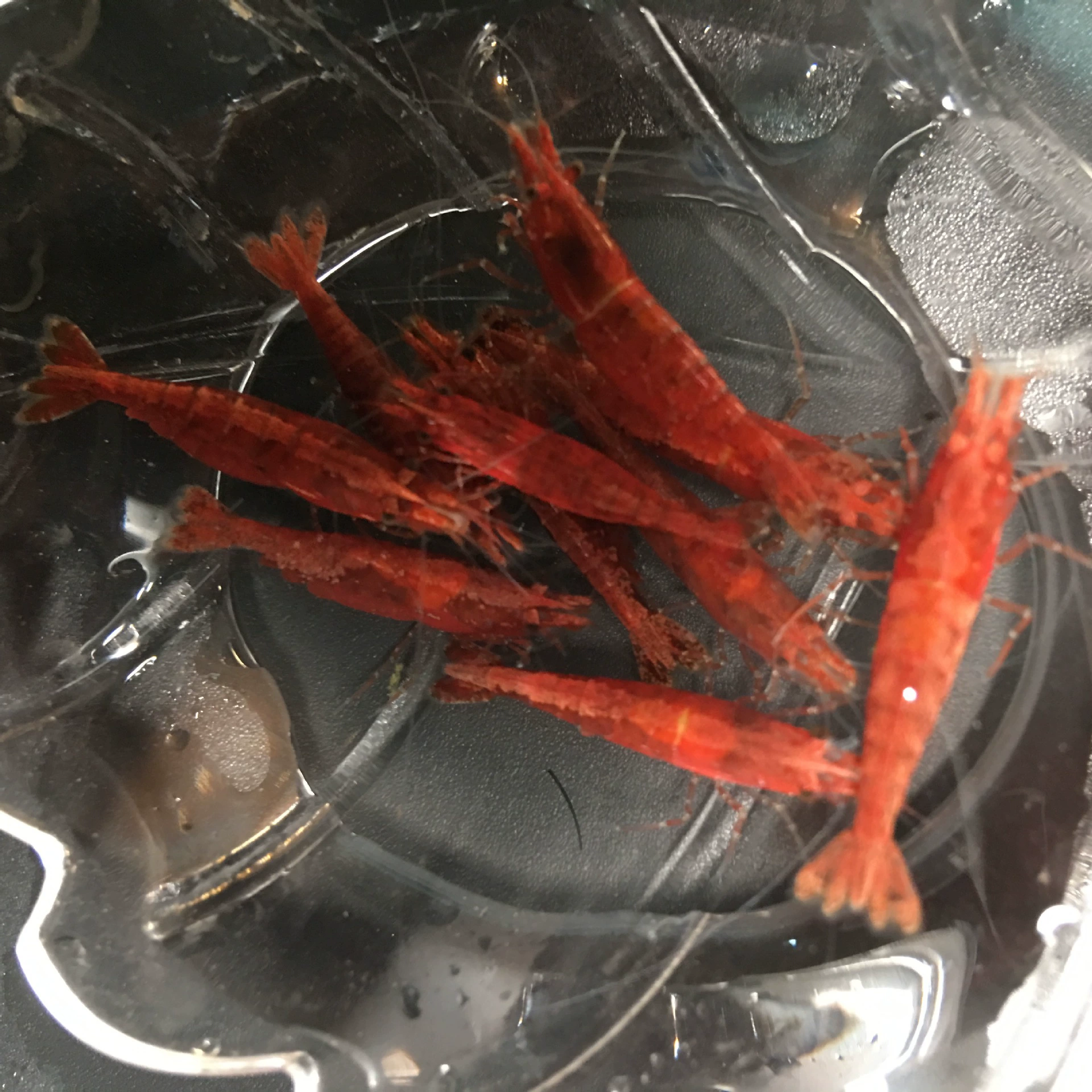 Бесплатная упаковка плата чрезвычайно огонь креветки декоративные креветки домашнее животное креветки красный перец креветки база прямые оптовые