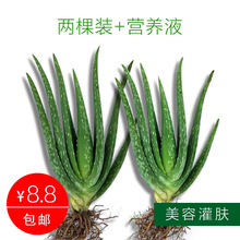 �������ݎ������J�C����ֲ������wʳ���҃�ʳ�����r