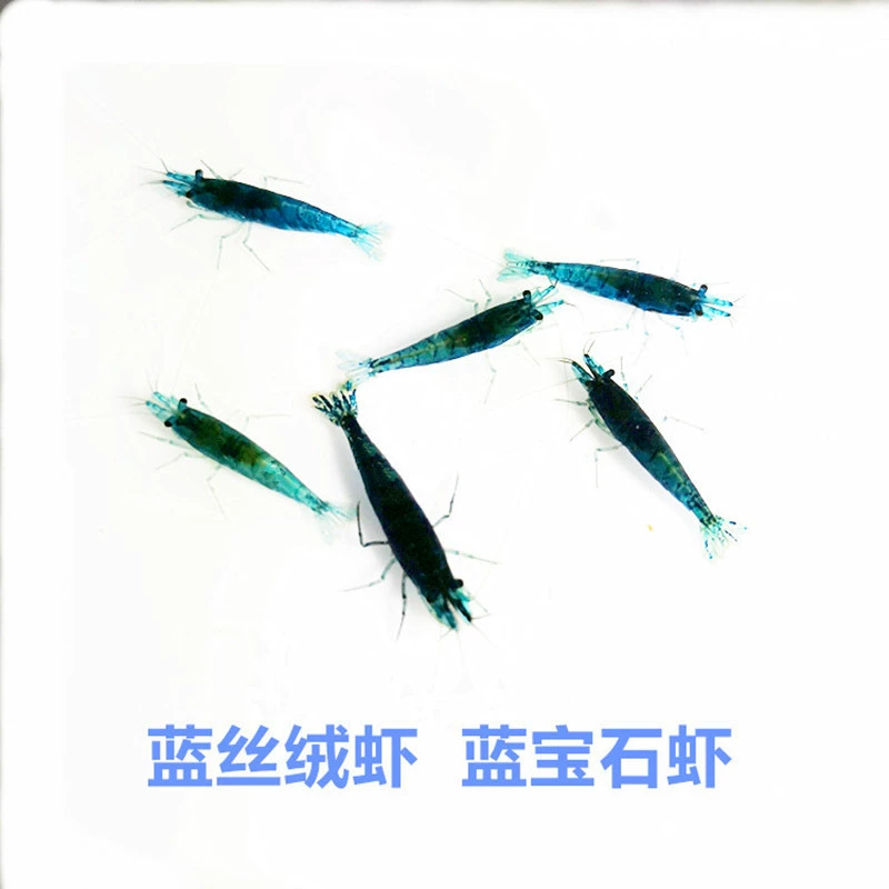 Бесплатная доставка: живые декоративные креветки из синего бархата, разноцветные рисовые креветки для аквариума, для удаления и очистки от водорослей, напрямую с собственной креветочной фермы.
