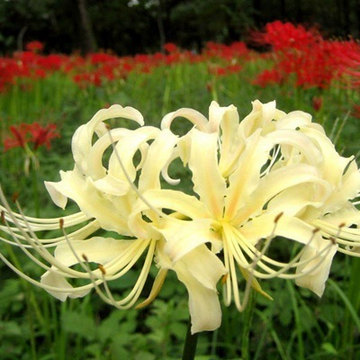 Бианхуа семян мяч дурман цветок двор в горшке Лазаря цветок семян мяч четыре сезона посадки