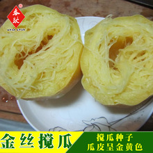 威尔种子批发金丝绞瓜天然粉丝瓜搅瓜黄瓜籽特色保健10g40粒