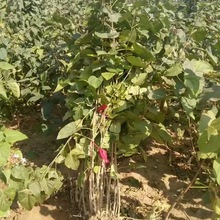 ɽ�|����һ�����ݳ�ɽ��̩�����ݳ�ɽ��ľ���󃞻�