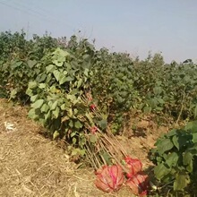 ���ۺ��ݳ�ɽ �p���~ֲ���ȡ��֦�~����ɺ��ݳ�ɽ