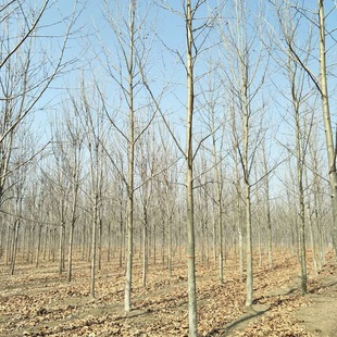 ɽ�|��ľ����ֱ�N������ͩ�G���L���� �е���ͩҎ���Rȫ���󃞻�