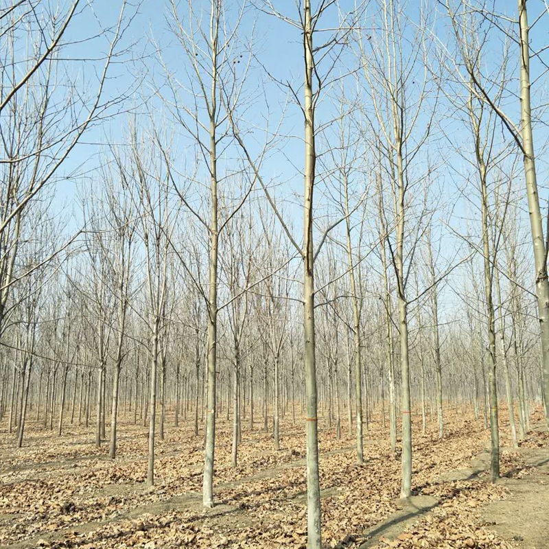 山东苗木基地直销法国梧桐绿化风景树 行道法桐规格齐全量大优惠