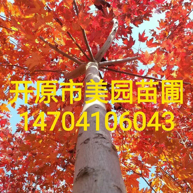 База оптом Американский Красный клен черенками Американский красный клен саженцы Оптовые ценовые уступки