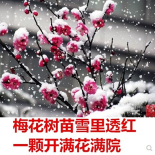 �t÷÷�������D÷�䘶�辰ͥԺ����÷����޽�ԭ������t�����_��