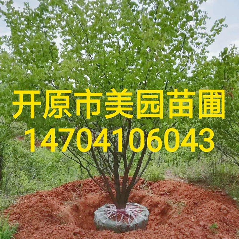 Саженцы горных абрикоса оптом кластер горный абрикос цена саженцы горных абрикоса оптом скидка