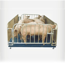 地磅 宁波地磅  电子地磅秤 电子地上衡 猪栏秤 生产猪栏秤重物