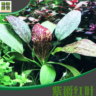 Ͼ~wˮˮ~~^p쾰ˮlˮ