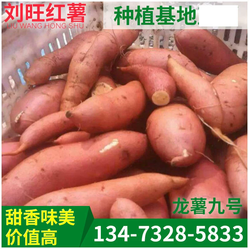 Большое количество сладкого и жидкого масла сладкого картофеля сладкого картофеля сладкого картофеля сладкого картофеля № 9 сладкого картофеля Хэбэй сладкого картофеля