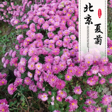 可批发 北京夏菊盆栽 精品夏菊小苗地被 绿化植物