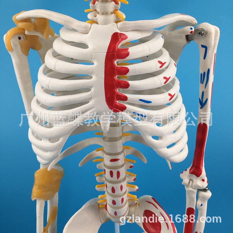 85cm�������������ʹ�����߼�����ɫ�ɲ�жҽѧ�Ǽܴ��������