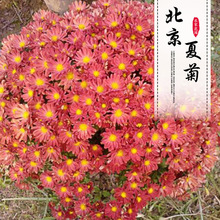 北京夏菊可供应夏天开的菊花盆栽菊花地被菊