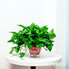 Green Potted Plant Plant Plant Plant Flower Green Plant Water Pei Changtang Hanging Large Green Bad New House to absorb formaldehyde