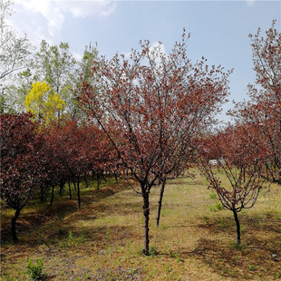 ɽ�|��ľ��������÷�������~÷ 3-6���� �@�־G���t÷����