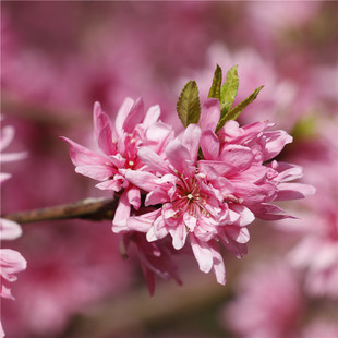 ɽ�|���ع��������ջ����� �Nֲ�е��G���ջ����Ҙ� �r�񃞻�