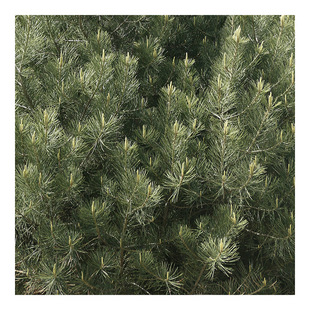 ɽ�|̩����Ƥ�ɘ�����؃r��@�ֹ��̾G����ľ���l��Ƥ�ɳ��G��ľ