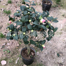 ���r�a�����l ��������ʮ������ζ�tɫ��軨 ����ī��ĵ���軨