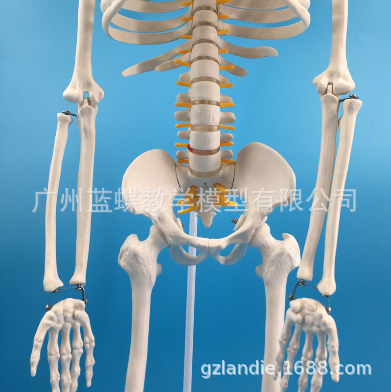 85���ִ��񾭸�׵����������Ǽܱ걾ҽѧ��ѧģ�߹�ʽ����׵