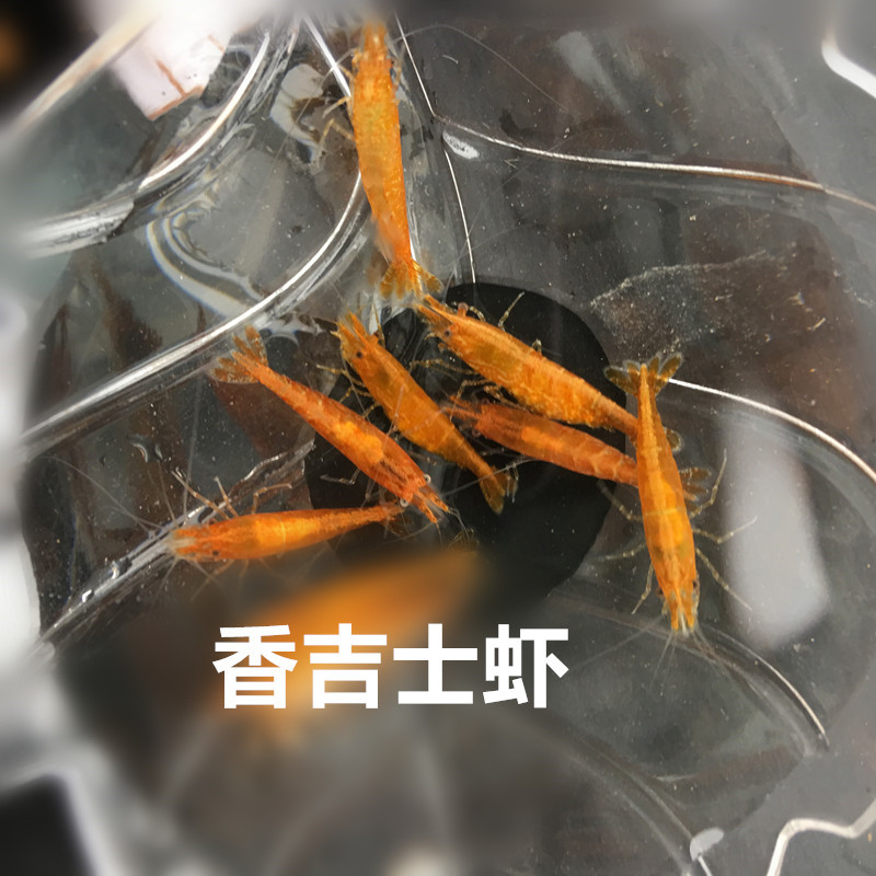 香吉士虾活体虾观赏虾淡水宠物米 多10%防损免包装费