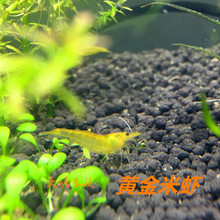 包邮黄金米虾观赏虾宠物虾淡水米虾自有渔场产出 批发 免包装费