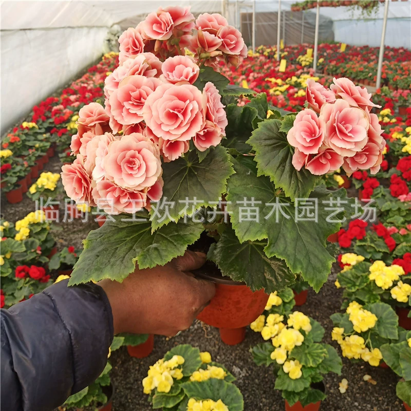 Бегония Роза Бегония Четыре сезона Бегония Цветочная установка Бегония в горшке рассада Четыре сезона Стекло Бегония