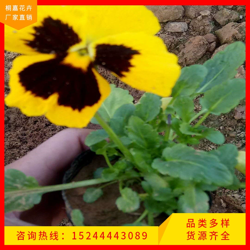 Принадлежности для озеленения, горшок для бегонии, питательная чашка для бегонии, Цинчжоу, цветочный сад