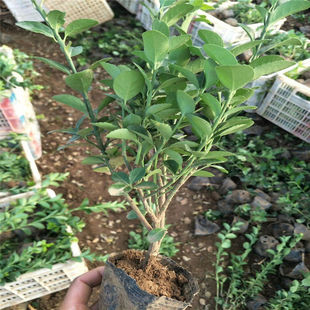 �Gɫ��ľ�lìǤ������G��С���ԷNֲ��ľ�G�h�����lì���ļ�����