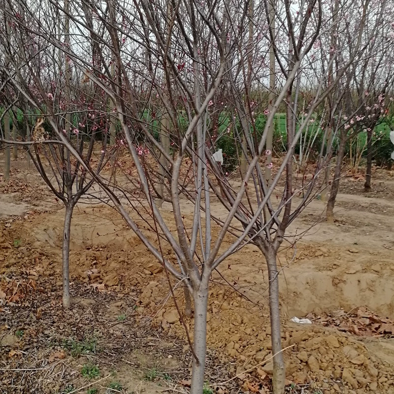 Фиолетовый лист Карлик Сакура База Прямые продажи Саженцы саженцев сакуры Дорога Озеленение Декоративные деревья Озеленение двора