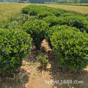 ɽ�|�Nֲ�S���� Ǥ��С���Դ�������ֲ����S������ �r�񃞻�