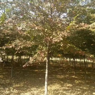 ɽ�|��ľ����ֱ�N�Θ��� ���o��G�����̙Θ��� �Θ������l