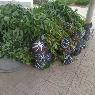 ɽ�|�t��ľС�����l �t��ľ�� ������ Ҏ��ȫ �G���@����ľ�t��ľ