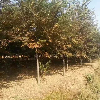 榉树苗基地现货直销价格从优 量大优惠 品种保障榉树苗