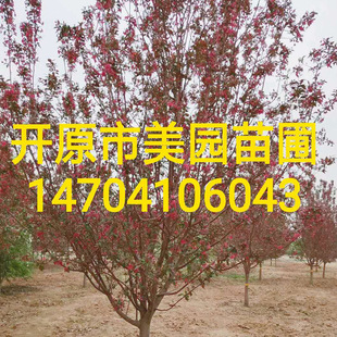 2020���_ԭ�������l ��Ʒ���庣�Ę� ���庣�ăr�� ���l����