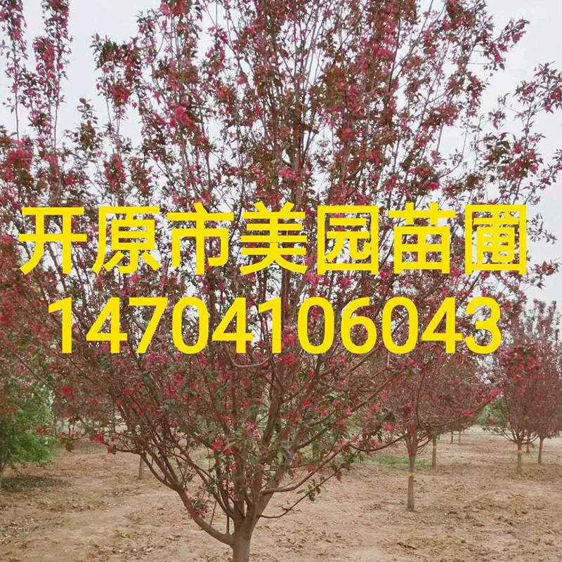 2020 Kaiyuan Детские Оптовая Бутик Wang Бегония Дерево Wang Бегония Цена Оптовая Предложение