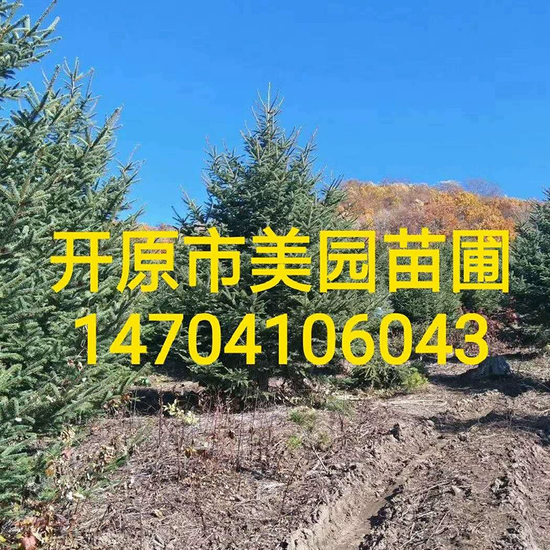 Ель Оптовая Красивый зеленый шампур Ель Дерево Большой Размер Ель Рассада Рождественская елка Цена Предложение