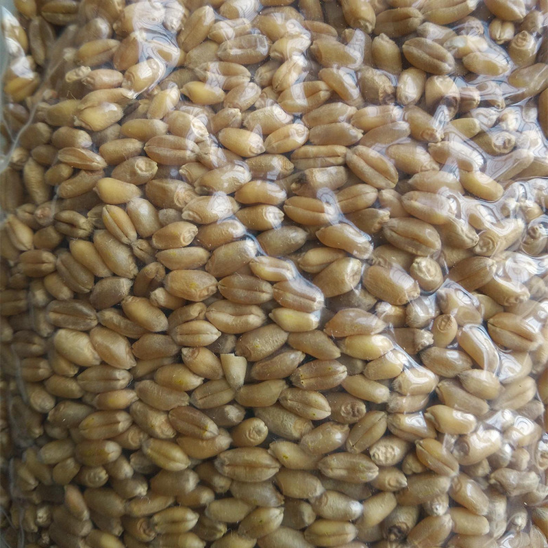 河南小麦小麦粒 有黑小麦 黑麦 绿小麦 大量现货