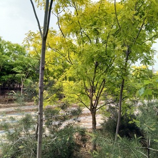 ɽ�|����ֱ�N ��֦�� �S�� �S�� ������ľ ���|�G����ľ