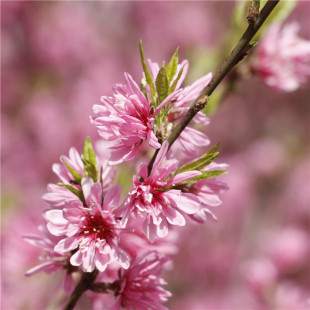 ��ľ���س���6-10���־ջ����Ҙ��� �ջ����Ҙ���r�񃞻�