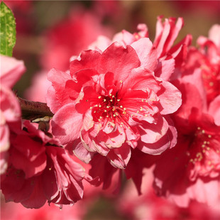 ɽ�|�������� ���|���~���� ���~������ľ ���~���҃r�񃞻�