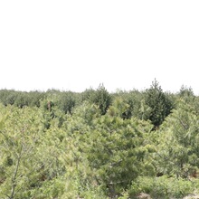 直销行道树防护树绿化净化空气白皮松树 规格齐全北方白皮松树