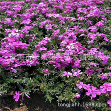 ���݅��������� �������l���������� �޸����� ֥�уr�� ֥�ѻ���