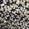 Tibetan Plum Blossom