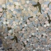 Gray chassia plum blossom