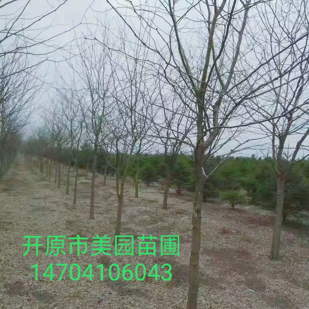 Продажа саженцев Gataxia Gleditsia sinensis большое количество оптовых ценовых концессий