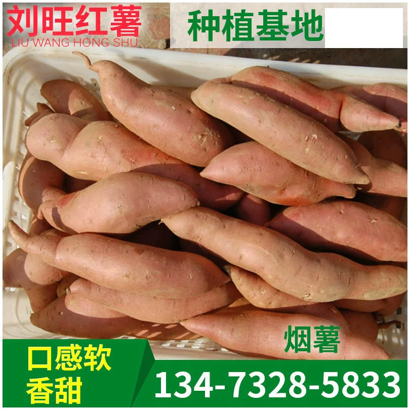 Хэбэй красный сердечный сладкий картофель сладкий картофель Хэбэй табак картофель 25 оптом дуриан мед картофель спот