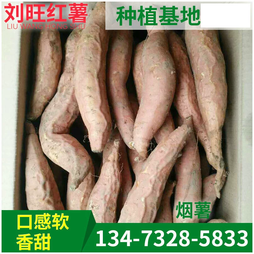 Поставка происхождения Сладкий картофель, богатый селеном, сладкий картофель Сладкий сладкий картофель Сладкий картофель 25 Сладкий картофель оптом
