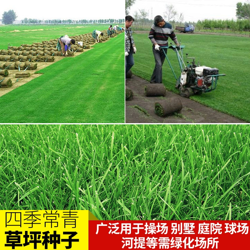 Четырехсезонный корень зеленого собачьего зуба, высокопшеничный, черная овсяная трава, раннеспелая трава, семена пастбищ, газон, гигантская бермудская трава Манила.